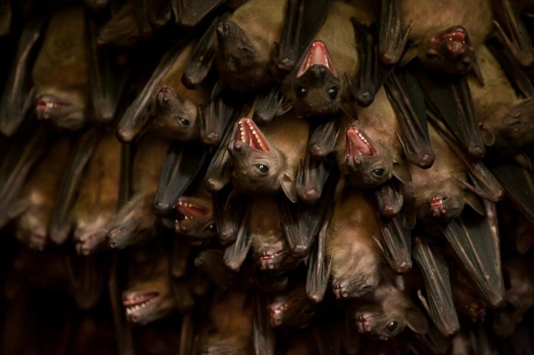 Хэллоуин еще не кончился: лучшие фотографии летучих мышей от NatGeo - Изображение 3 Хэллоуин еще не кончился: лучшие фотографии летучих мышей от NatGeo - Изображение 3
